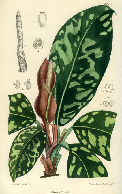 Adelonema wallisii