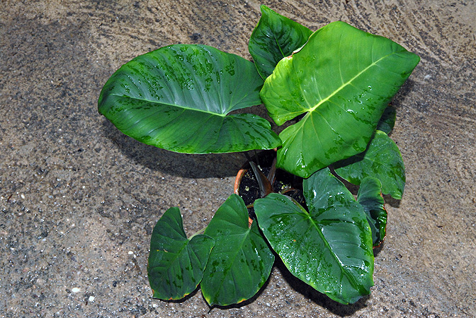 Adelonema wendlandii