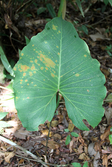 Adelonema wendlandii