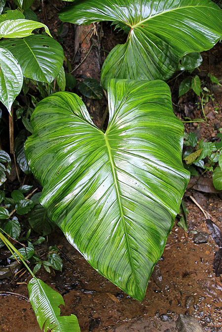 Adelonema wendlandii