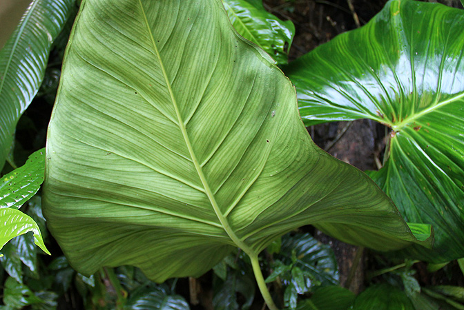 Adelonema wendlandii