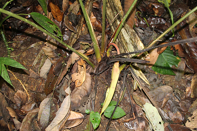 Adelonema wendlandii