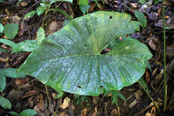 Adelonema wendlandii
