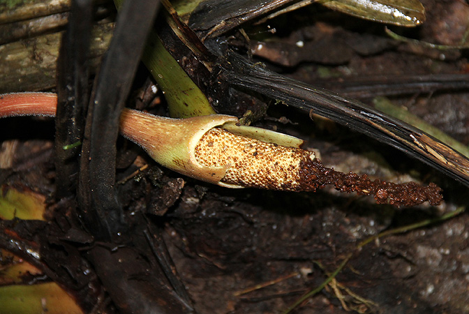 Adelonema wendlandii