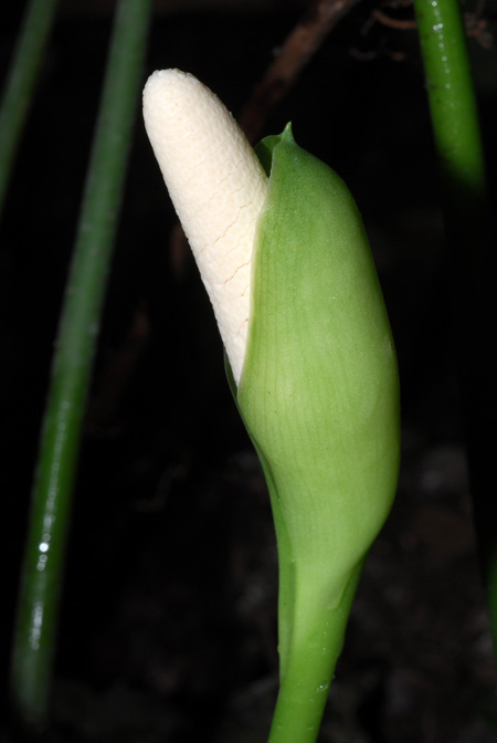 Aglaonema brevispathum