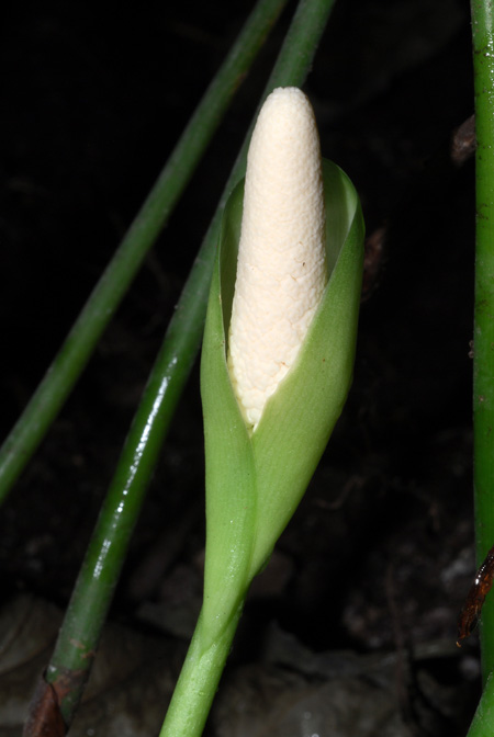 Aglaonema brevispathum