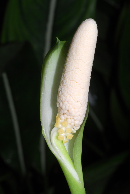 Aglaonema brevispathum