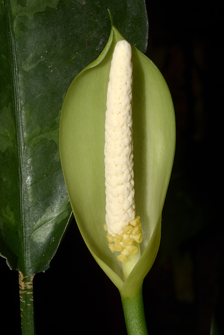 Aglaonema commutatum