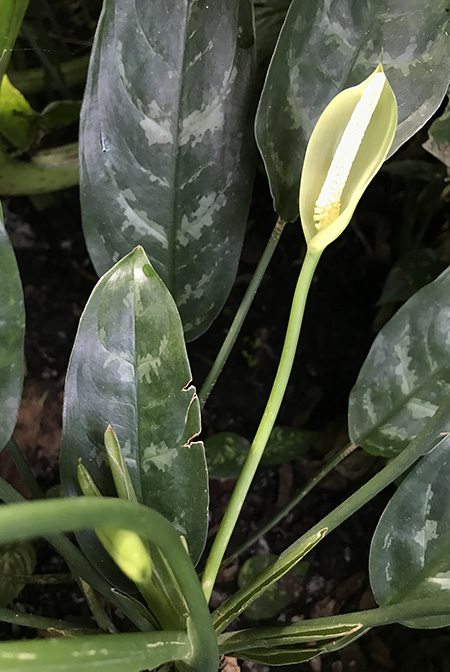 Aglaonema commutatum