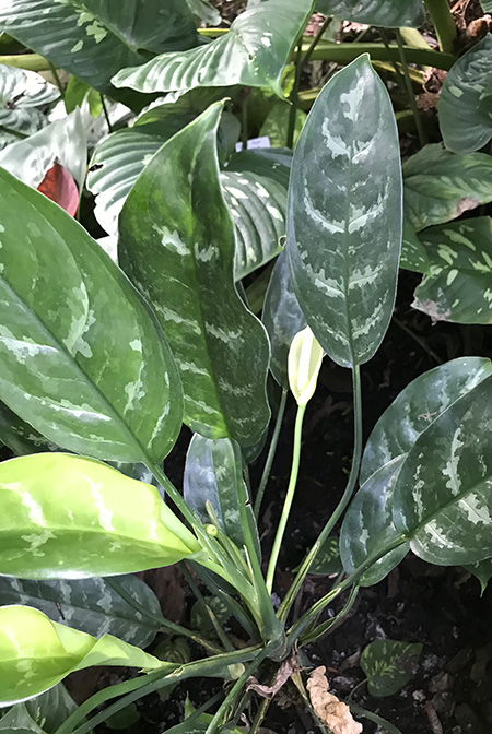 Aglaonema commutatum
