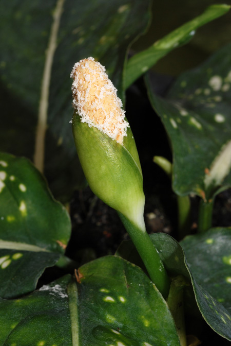 Aglaonema costatum
