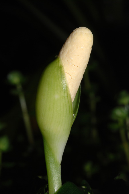 Aglaonema costatum