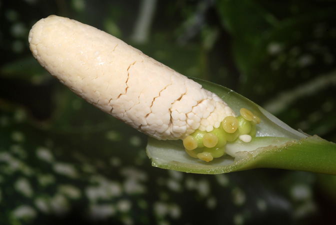 Aglaonema costatum