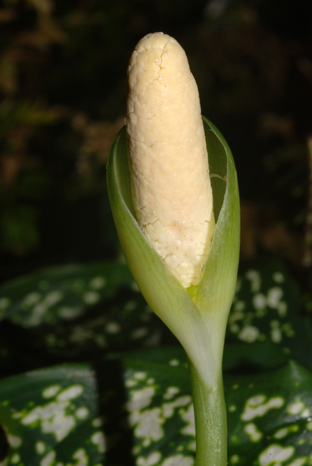 Aglaonema costatum