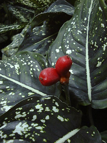 Aglaonema costatum