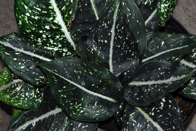 Aglaonema costatum