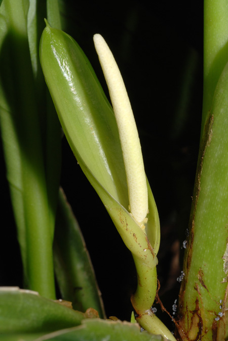 Aglaonema crispum