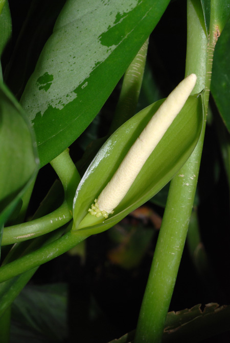 Aglaonema crispum