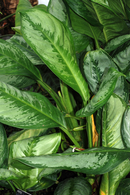 Aglaonema crispum