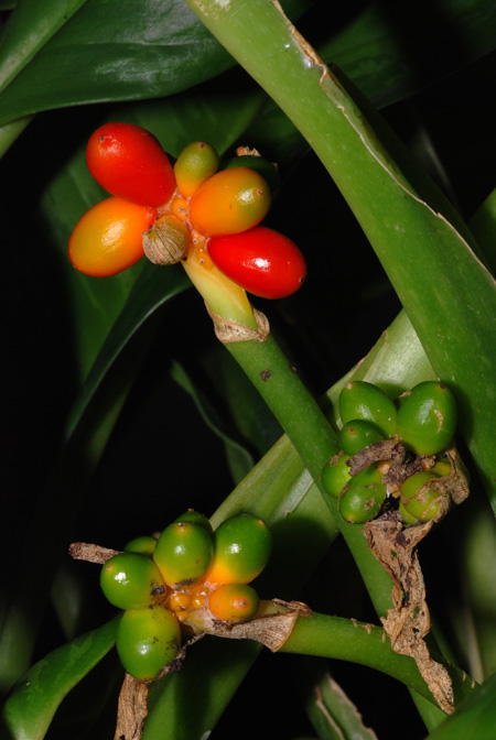 Aglaonema crispum
