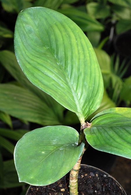 Aglaonema flemingianum