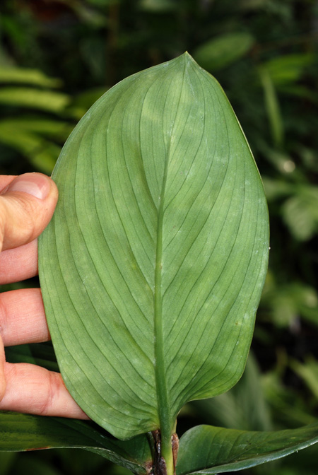 Aglaonema flemingianum