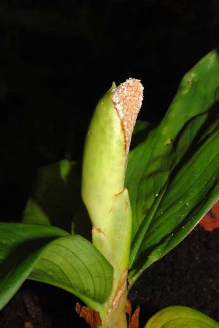 Aglaonema flemingianum