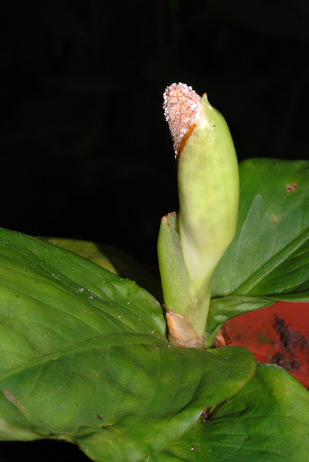 Aglaonema flemingianum