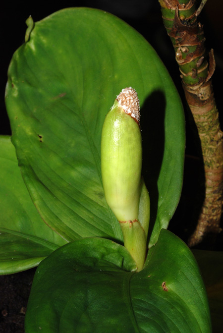Aglaonema flemingianum