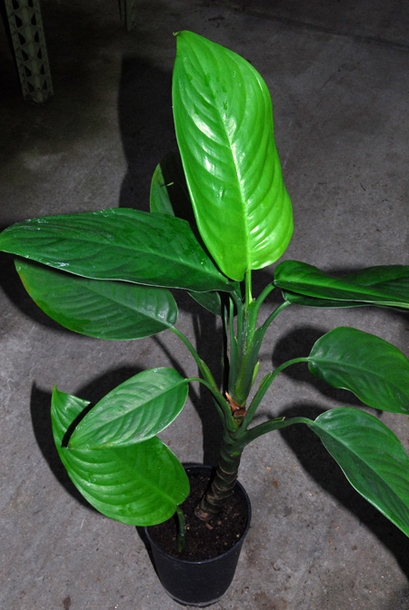 Aglaonema hookerianum