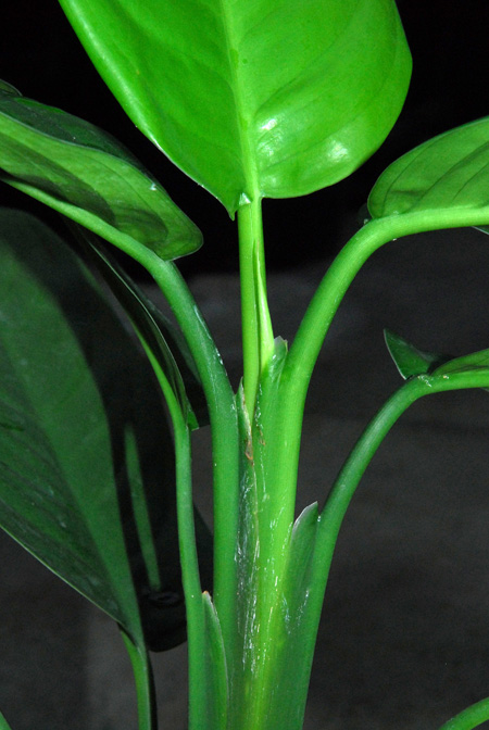 Aglaonema hookerianum
