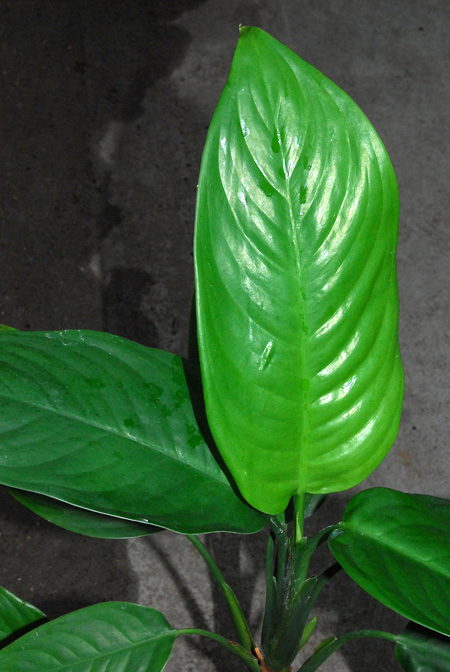 Aglaonema hookerianum