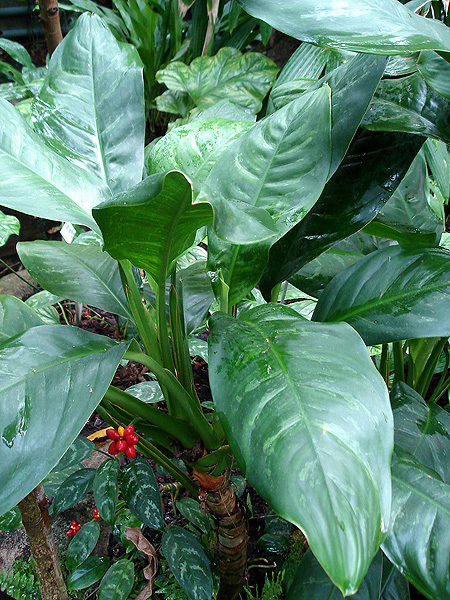 Aglaonema marantifolium