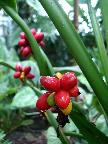 Aglaonema marantifolium