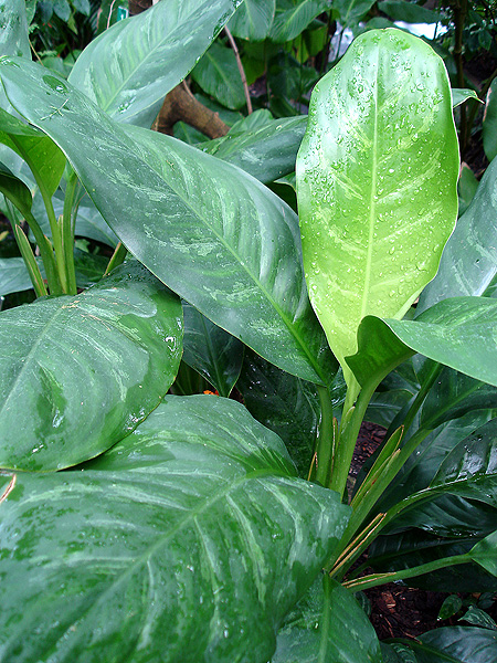 Aglaonema marantifolium