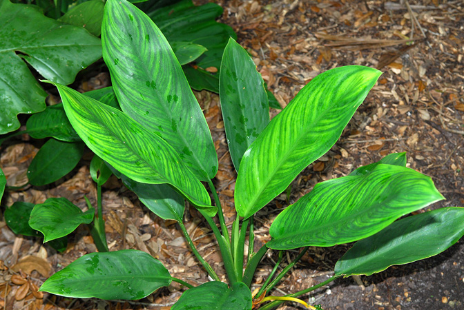 Aglaonema marantifolium