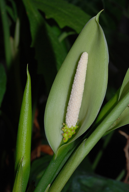 Aglaonema modestum