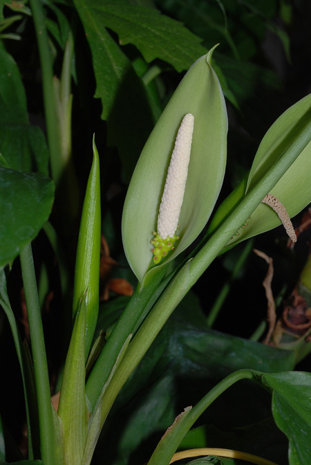 Aglaonema modestum