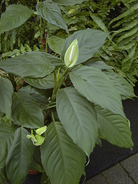 Aglaonema modestum