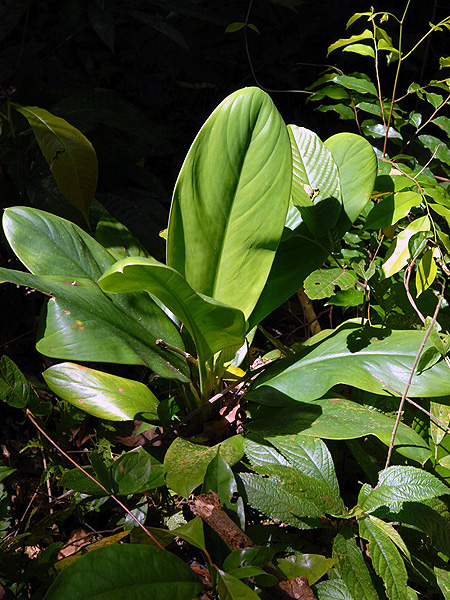 Aglaonema nitidum
