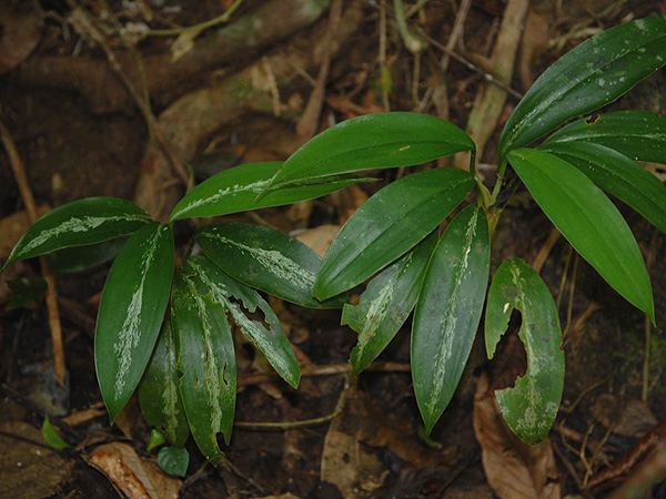 Aglaonema nitidum