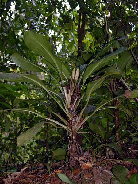Aglaonema nitidum