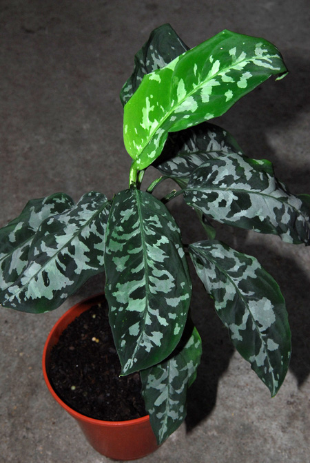 Aglaonema pictum
