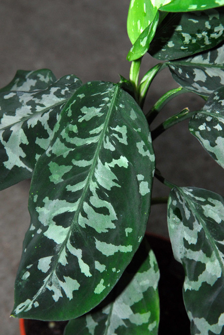 Aglaonema pictum