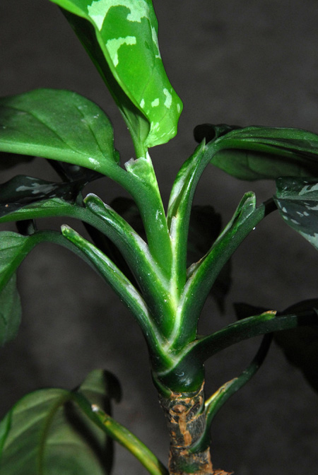Aglaonema pictum