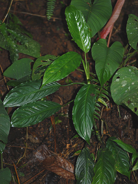 Aglaonema simplex