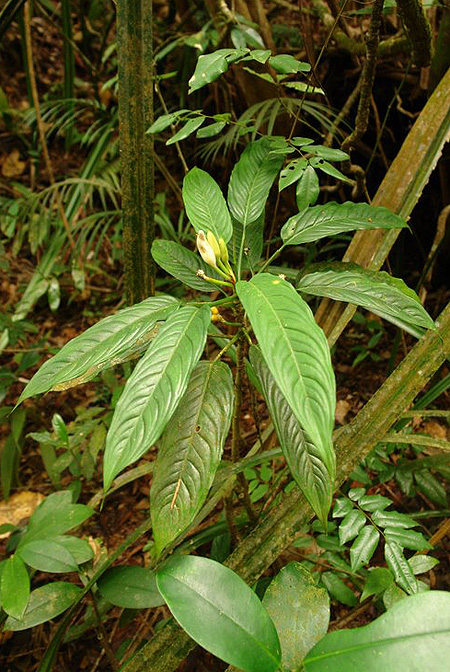 Aglaonema simplex