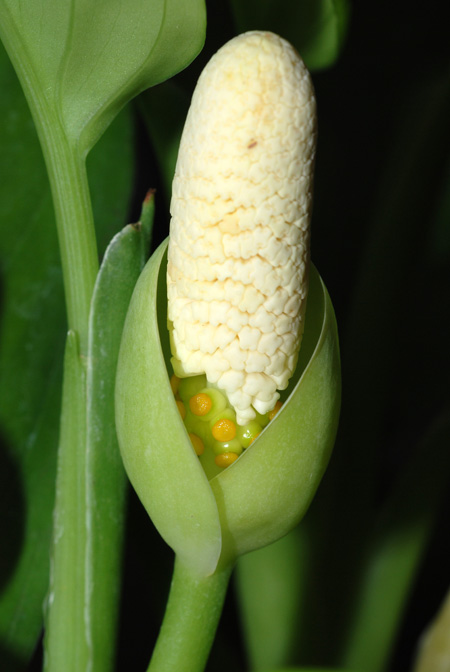 Aglaonema simplex