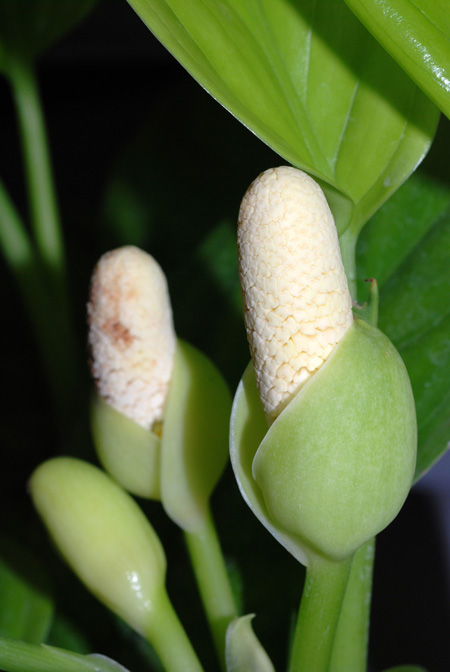 Aglaonema simplex