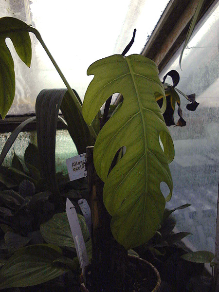 Alloschemone occidentalis